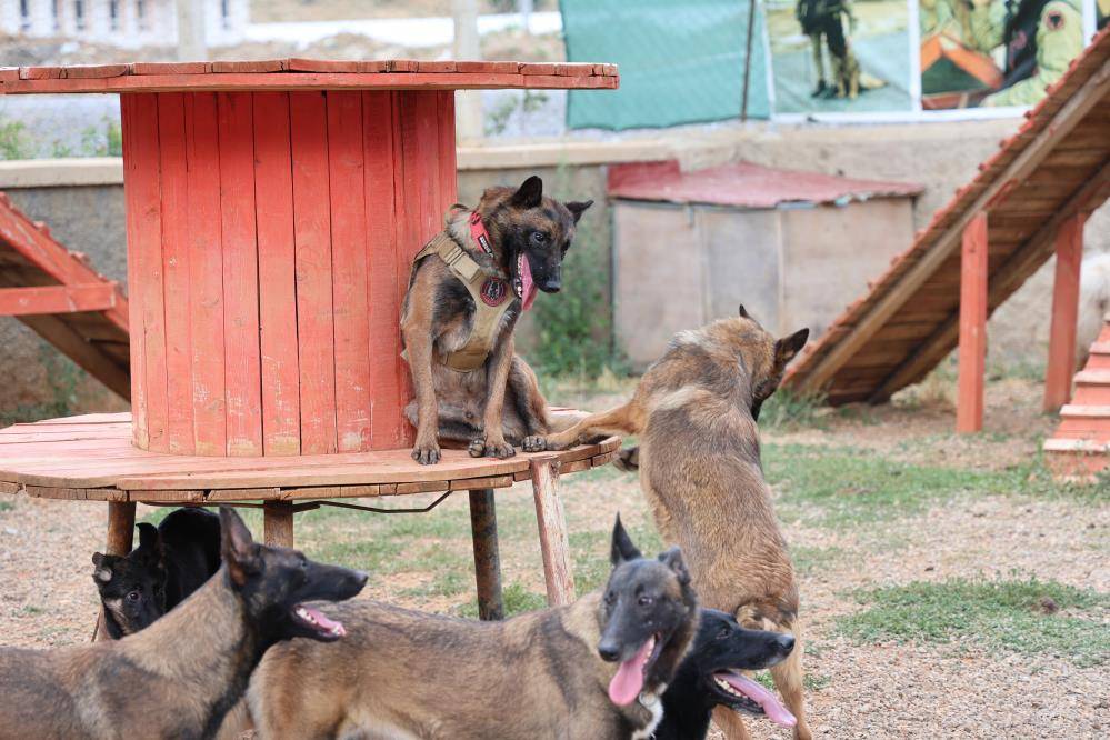 Konya’da zorlu eğitimden geçirilen köpekler afetlerde görev alıyor 8